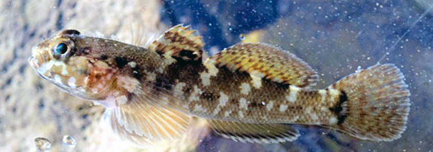 Gobius paganellus_3561